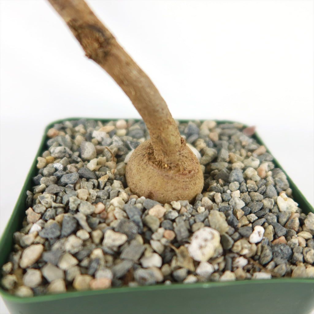 Kiepersol Tree ‘Cussonia paniculata’