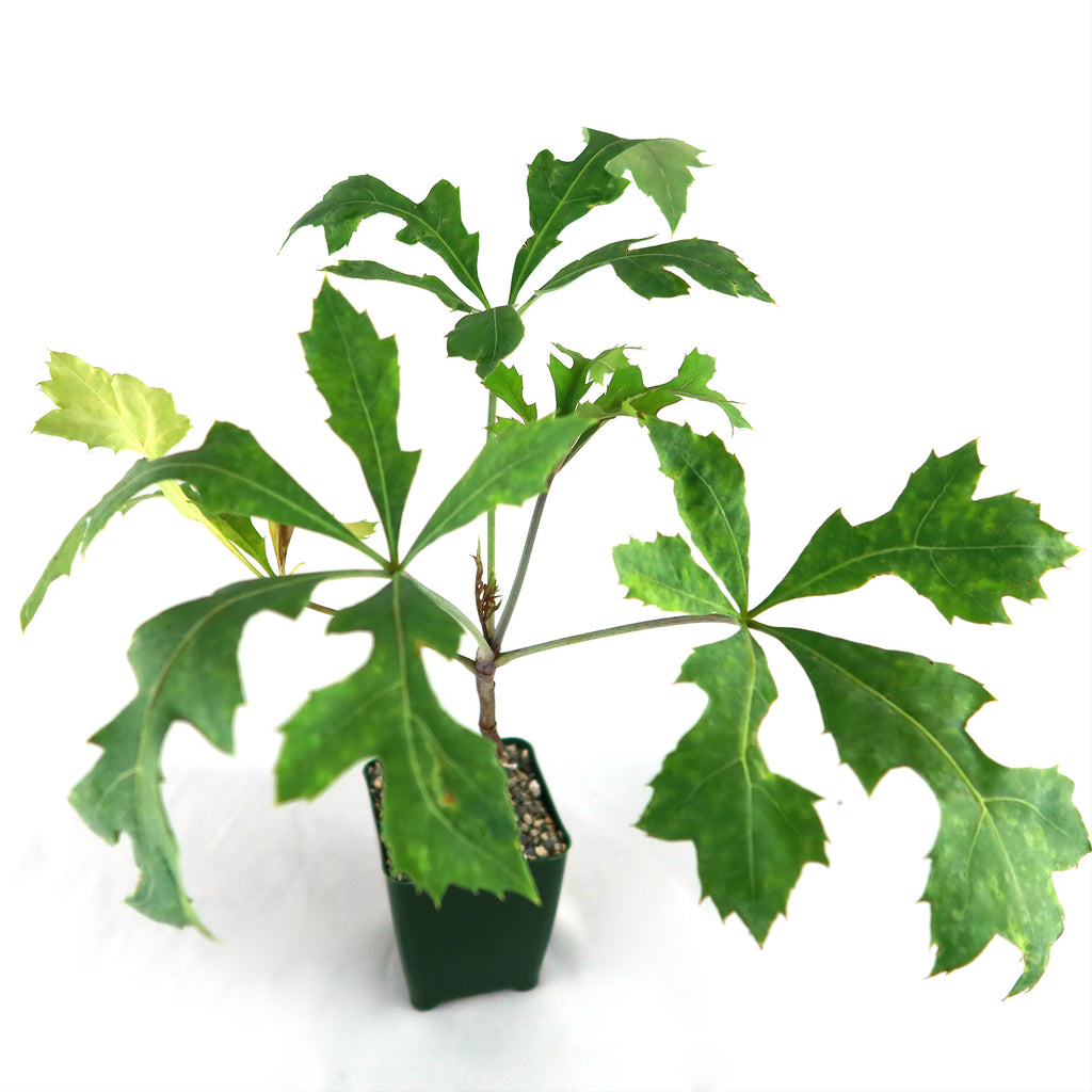 Kiepersol Tree ‘Cussonia paniculata’