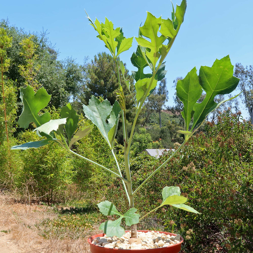 Kiepersol Tree ‘Cussonia paniculata’