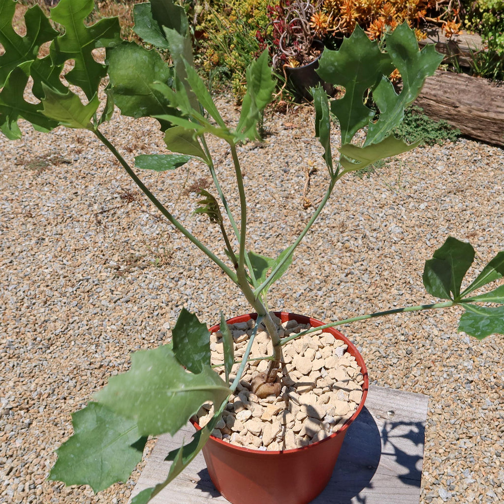 Kiepersol Tree ‘Cussonia paniculata’