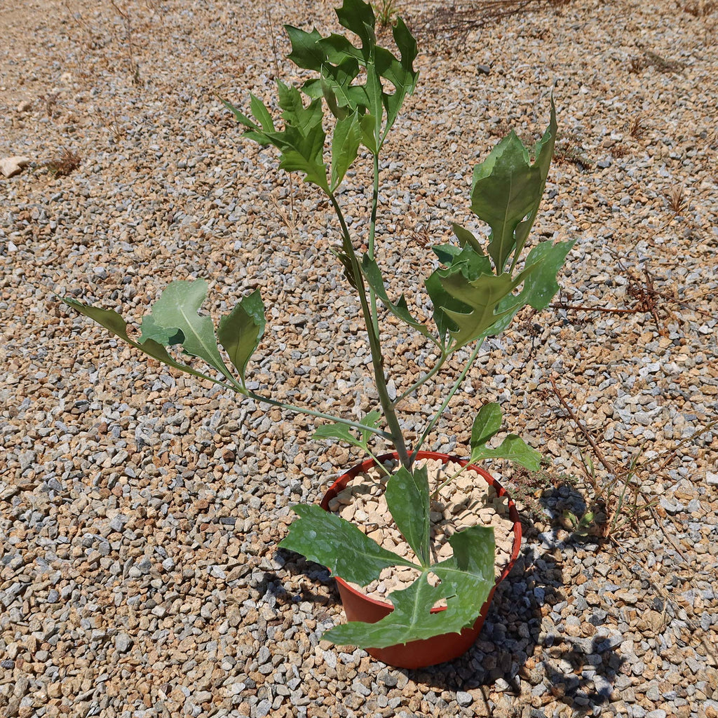 Kiepersol Tree ‘Cussonia paniculata’