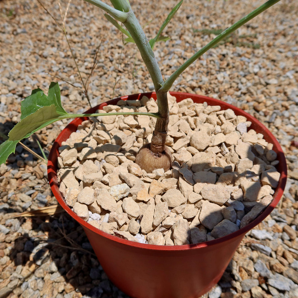 Kiepersol Tree ‘Cussonia paniculata’