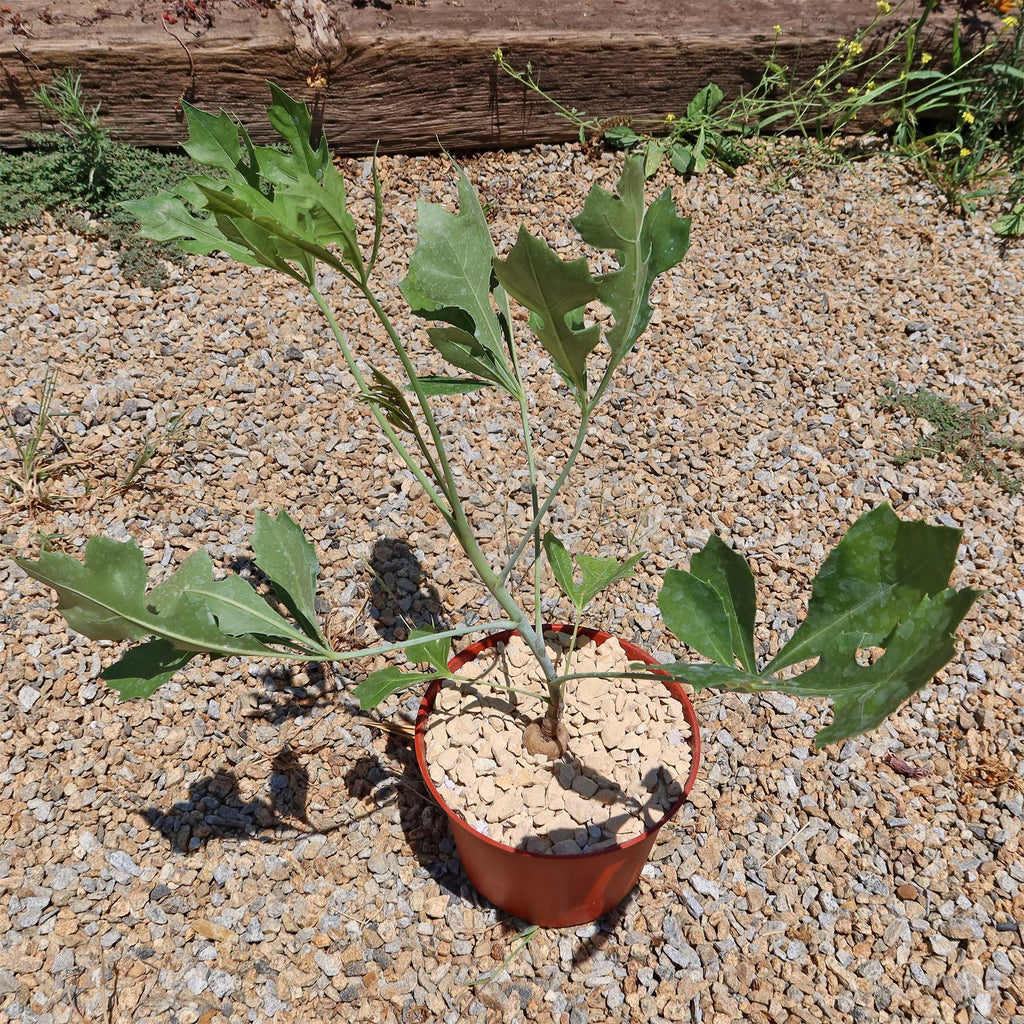 Kiepersol Tree ‘Cussonia paniculata’