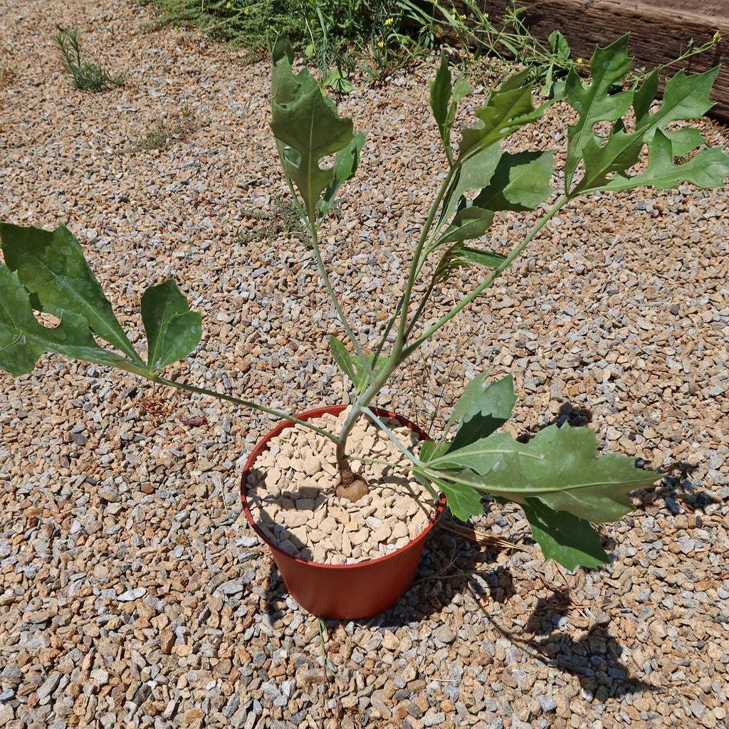 Kiepersol Tree ‘Cussonia paniculata’
