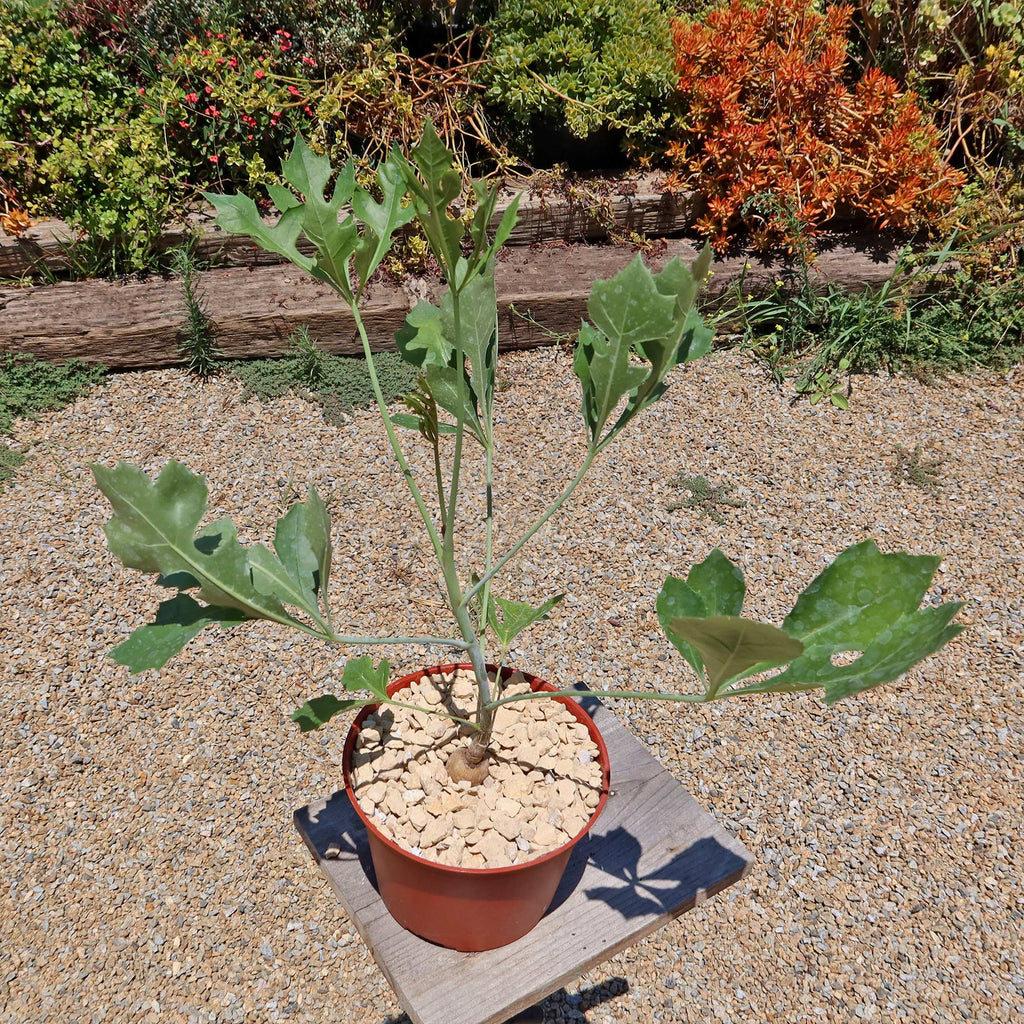 Kiepersol Tree ‘Cussonia paniculata’