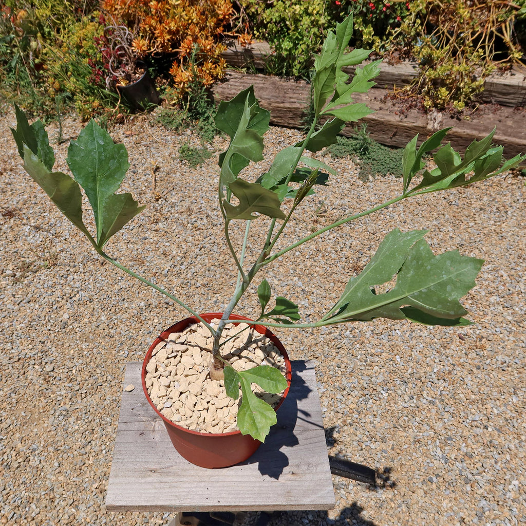 Kiepersol Tree ‘Cussonia paniculata’