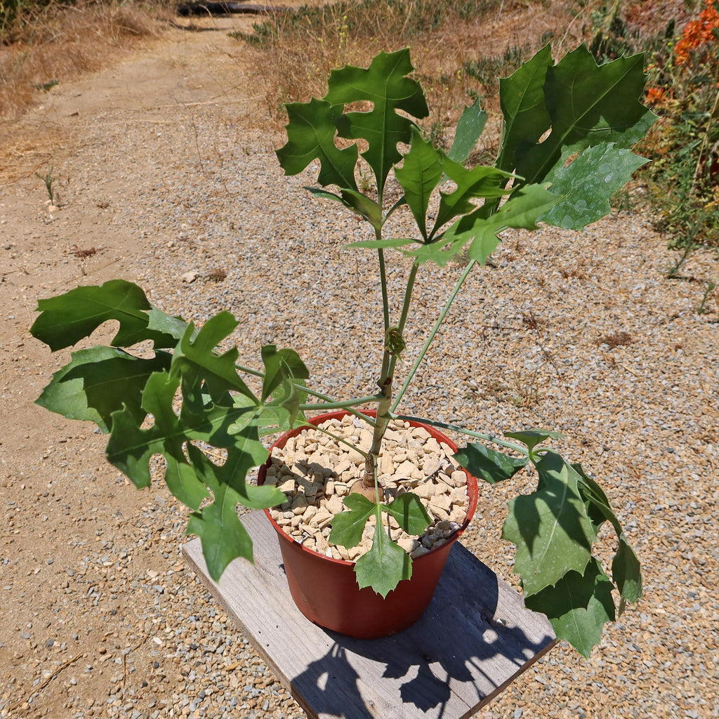 Kiepersol Tree ‘Cussonia paniculata’