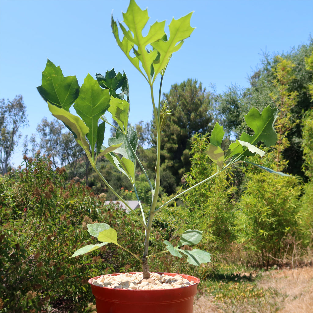 Kiepersol Tree ‘Cussonia paniculata’