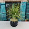 Kiwi Dragon Tree – Dracaena ‘kiwi Cane’