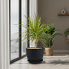 Kiwi Dragon Tree – Dracaena ‘kiwi Cane’