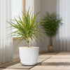 Kiwi Dragon Tree – Dracaena ‘kiwi Cane’