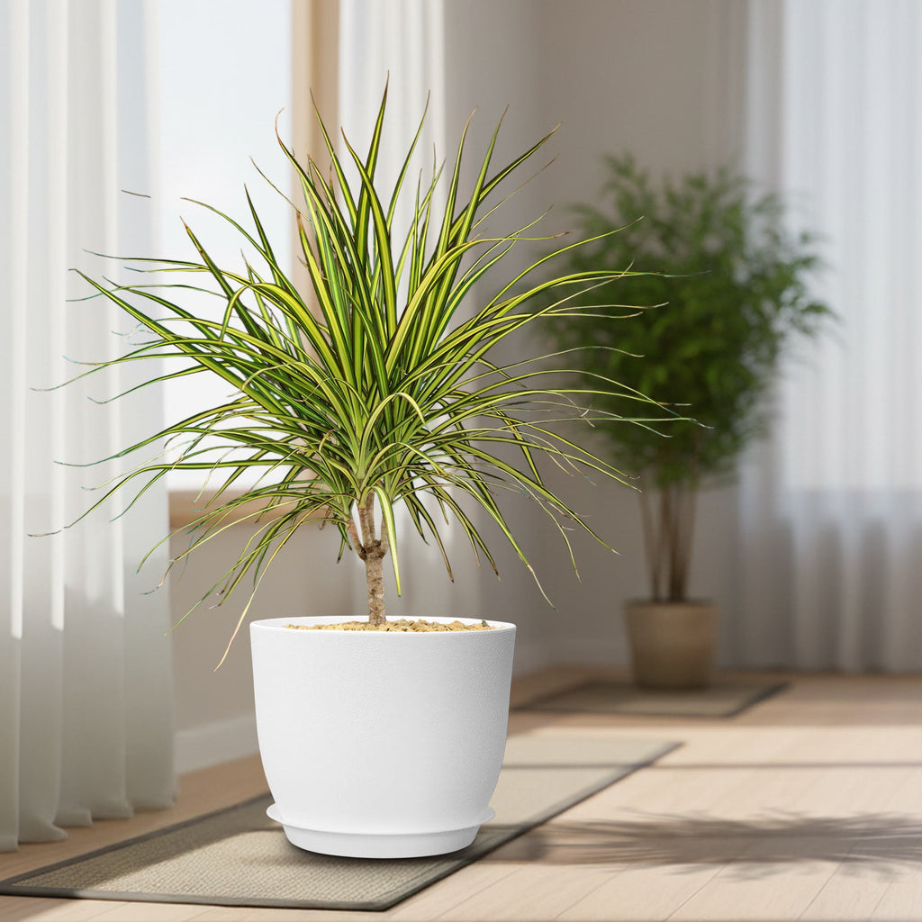 Potted indoor plant with glossy green leaves beside a small Buddha statue