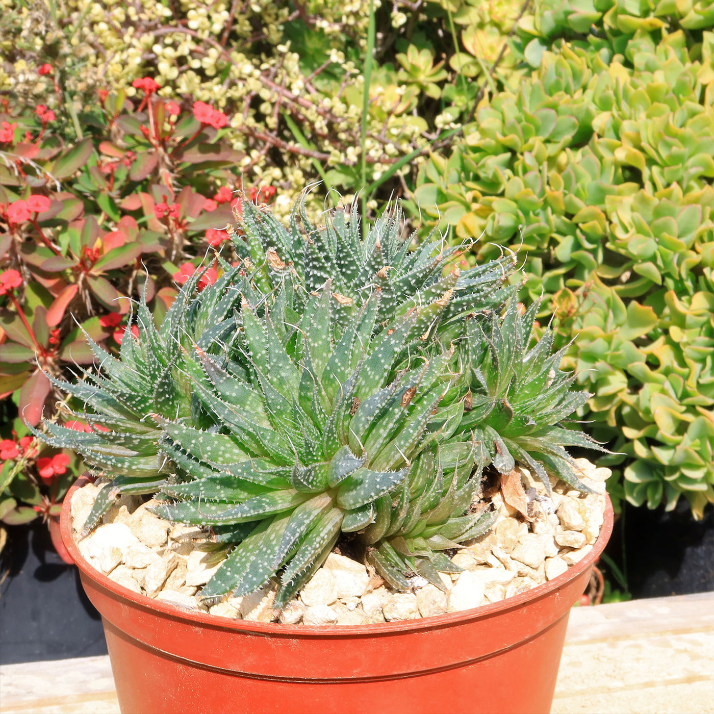 aloe aristata succulent Buy 'Lace Aloe - Aloe Aristata' Care and Growing Guide
