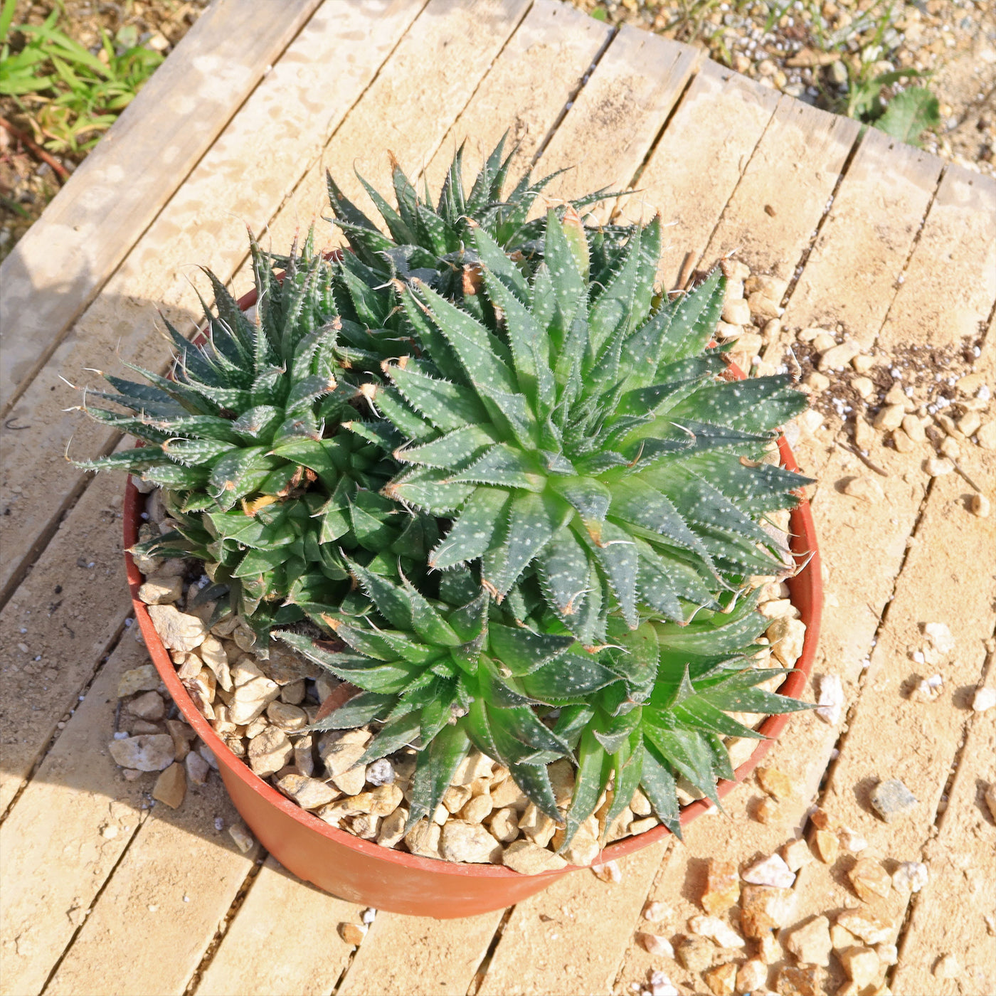 aristata succulent plant Buy 'Lace Aloe - Aloe Aristata' Care and Growing Guide