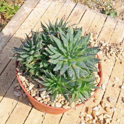 lace aloe succulent Buy 'Lace Aloe - Aloe Aristata' Care and Growing Guide