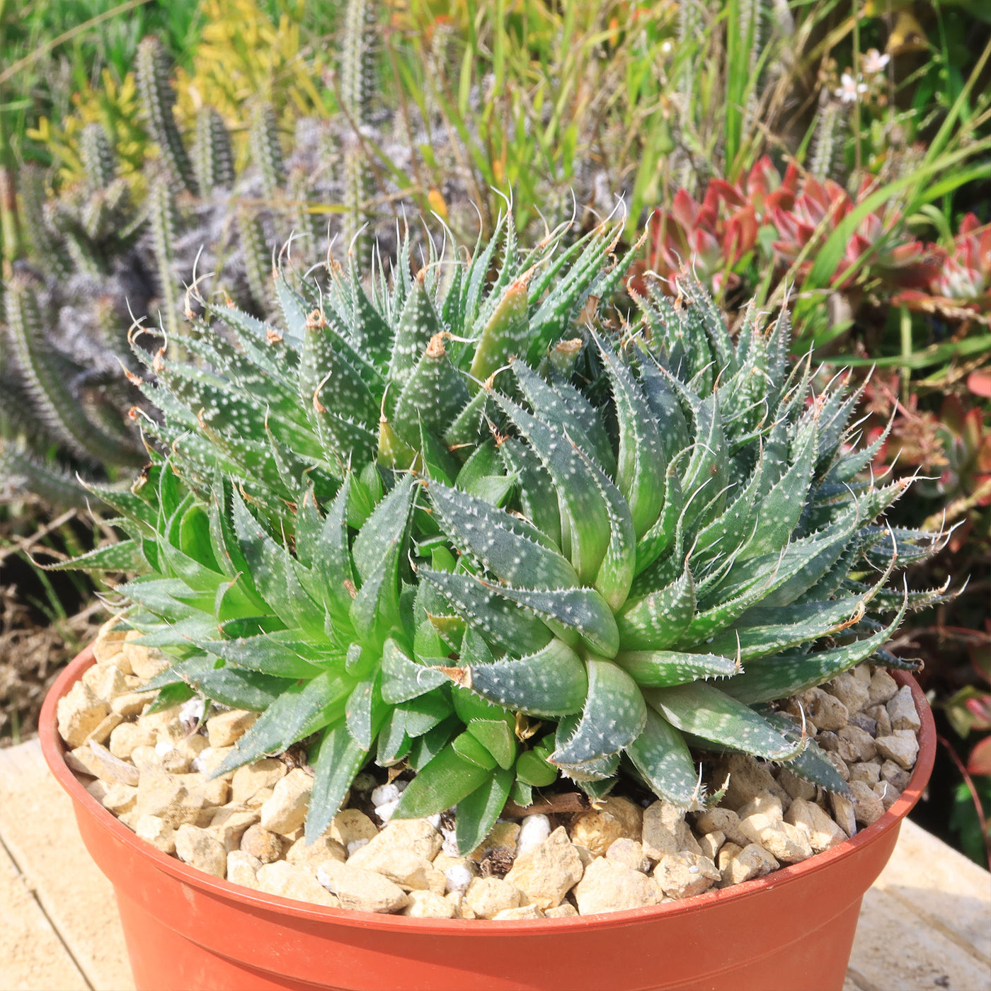 aloe aristata succulent Buy 'Lace Aloe - Aloe Aristata' Care and Growing Guide