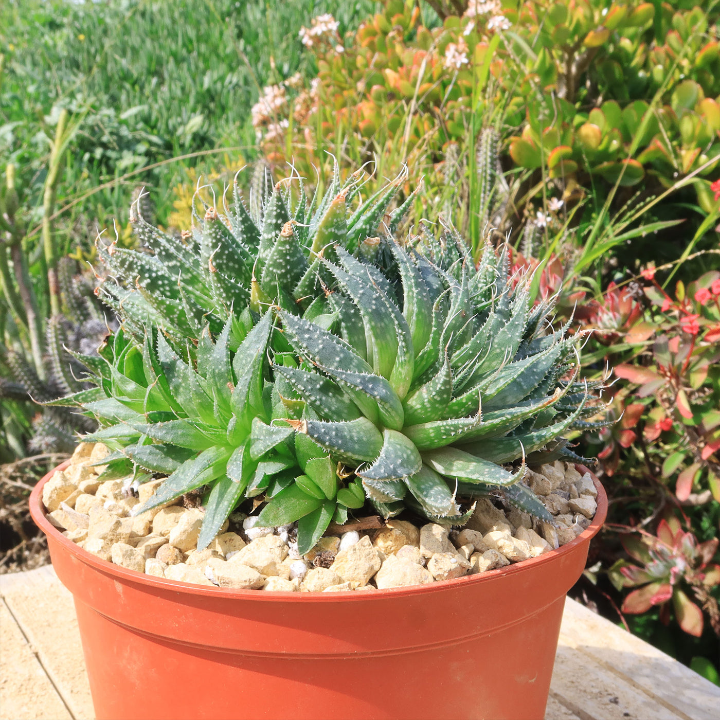 aloe succulent plants Buy 'Lace Aloe - Aloe Aristata' Care and Growing Guide