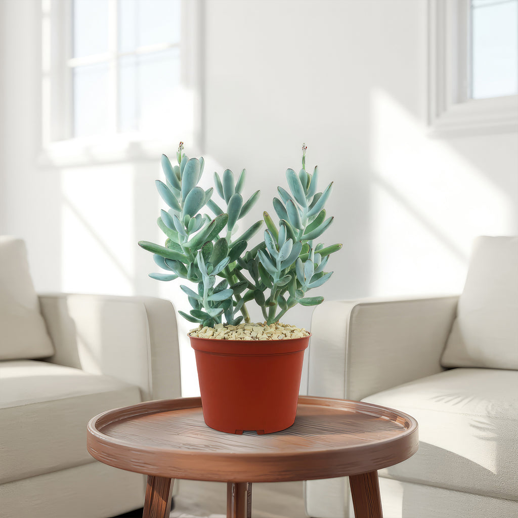 Lady Fingers - Cotyledon orbiculata &