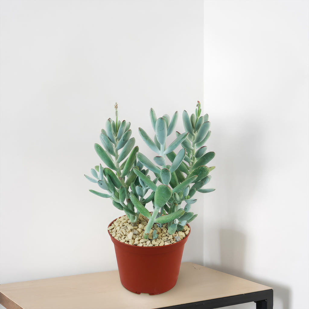 Lady Fingers - Cotyledon orbiculata &