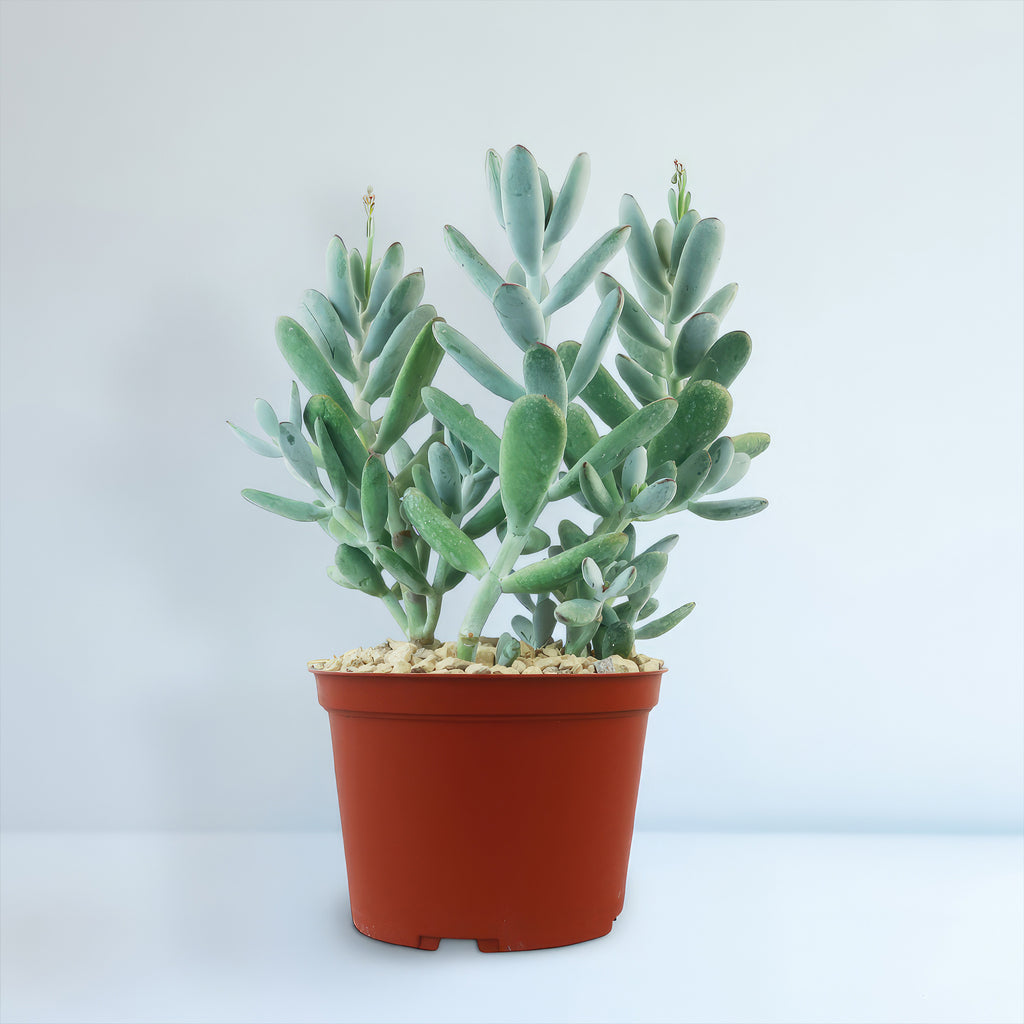 Lady Fingers - Cotyledon orbiculata &