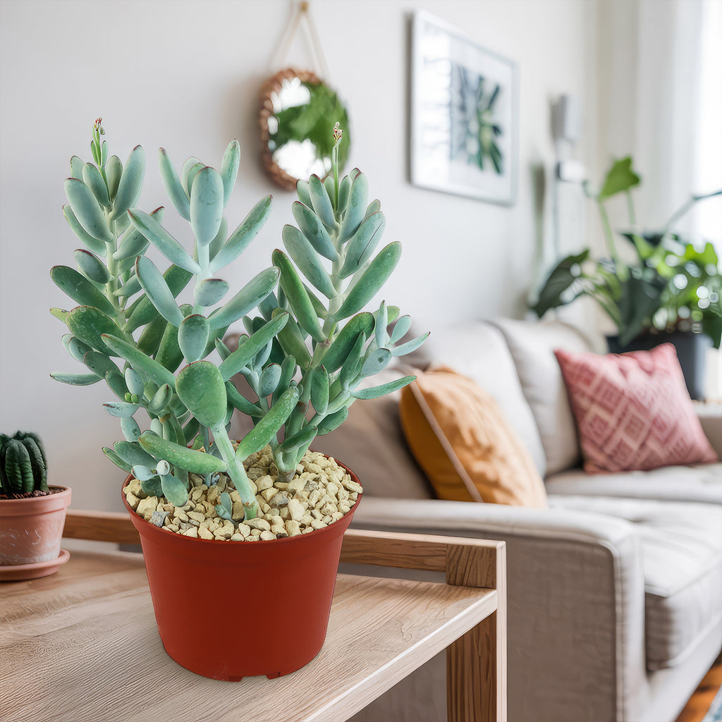 Lady Fingers - Cotyledon orbiculata &
