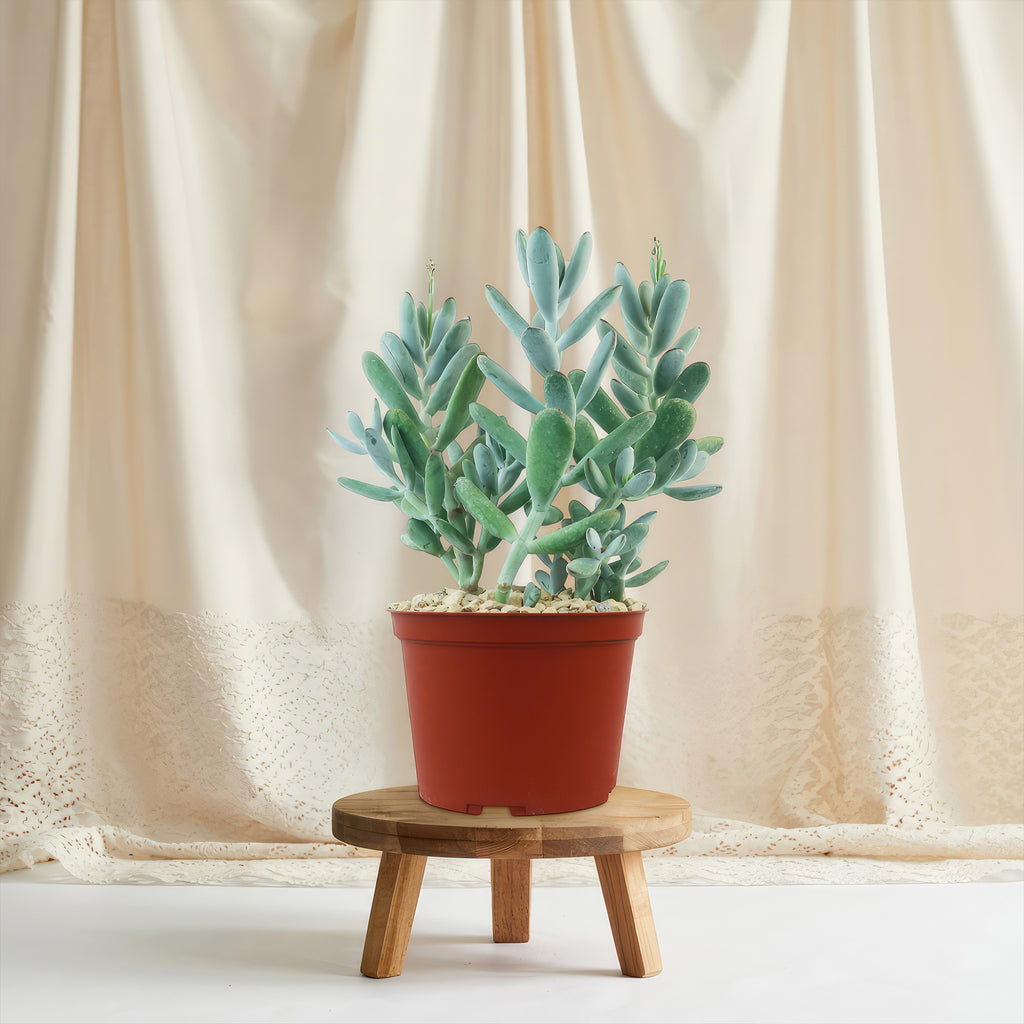 Lady Fingers - Cotyledon orbiculata &