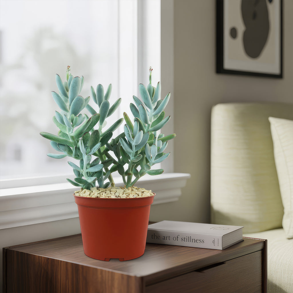 Lady Fingers - Cotyledon orbiculata &