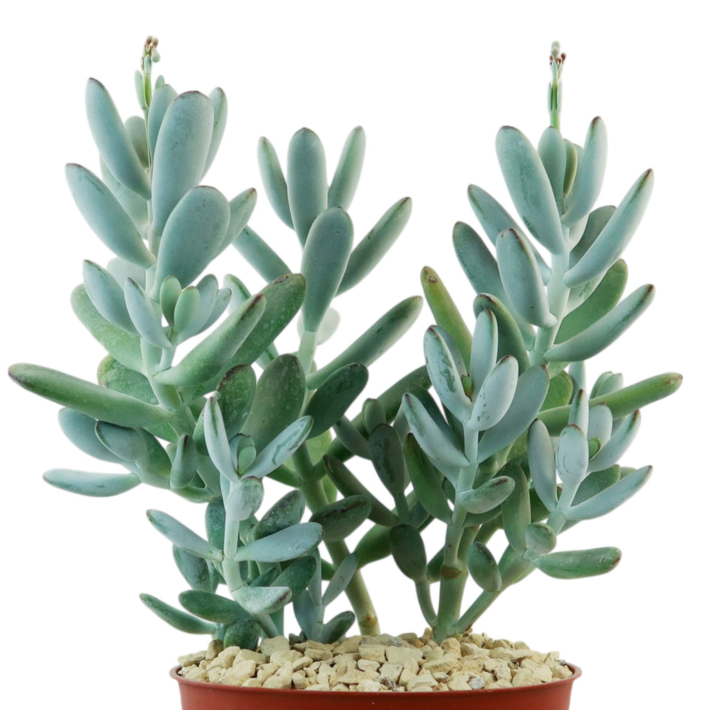 Lady Fingers - Cotyledon orbiculata &