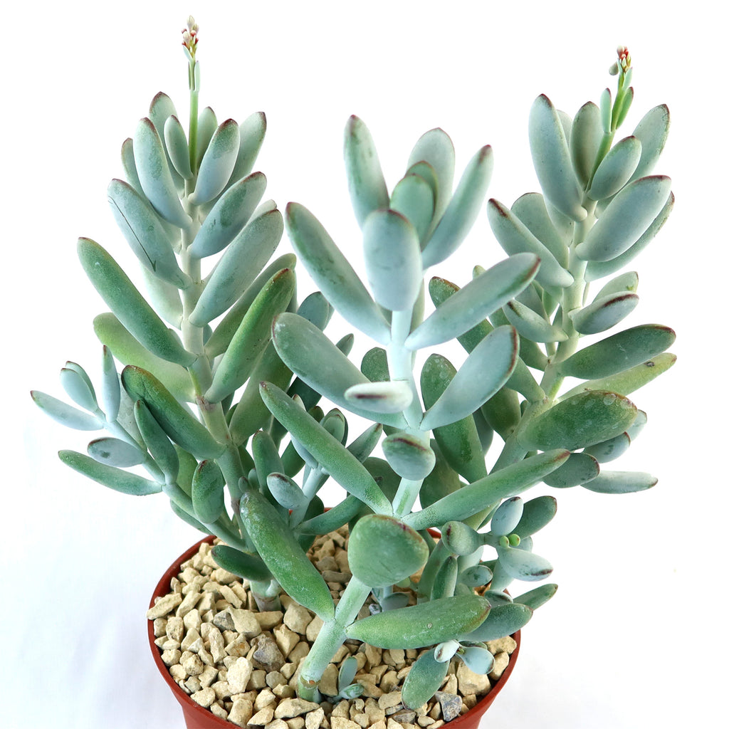 Lady Fingers - Cotyledon orbiculata &
