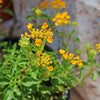 Lantana ‘Gold Mound’