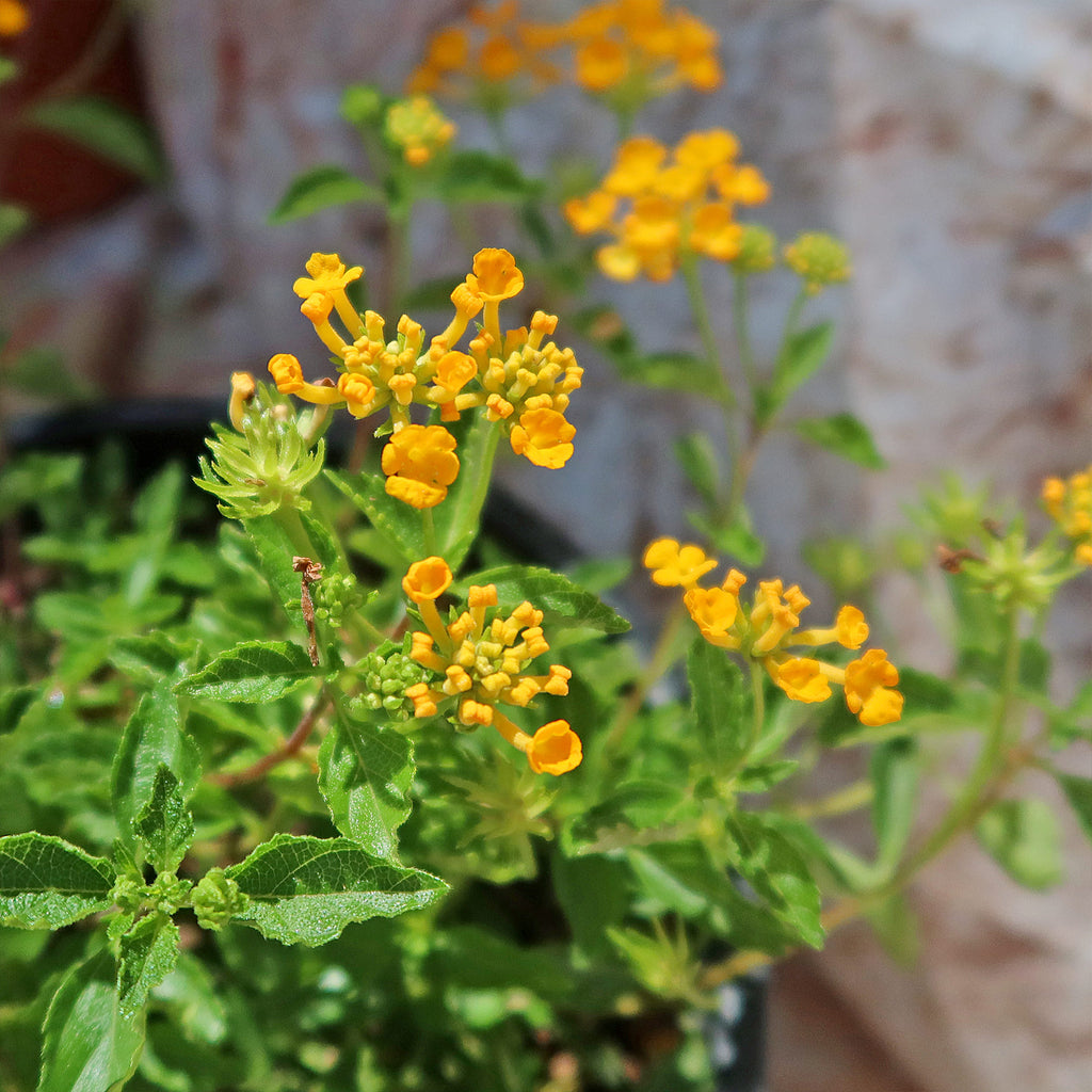 Lantana ‘Gold Mound’