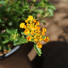 Lantana ‘Gold Mound’