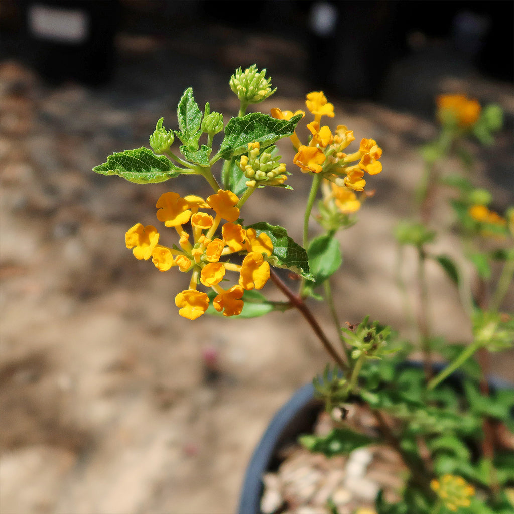 Lantana ‘Gold Mound’
