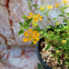 Lantana ‘Gold Mound’