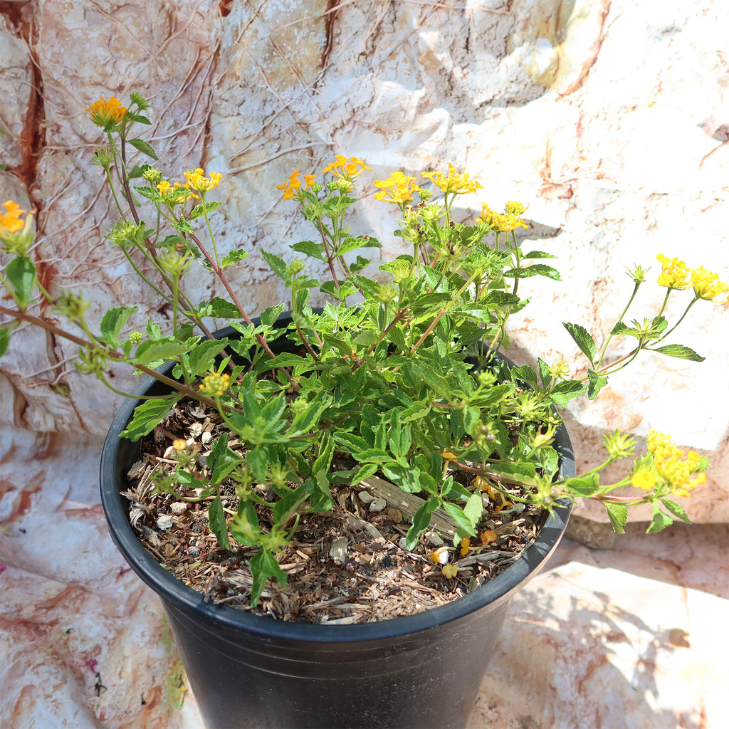 Lantana ‘Gold Mound’