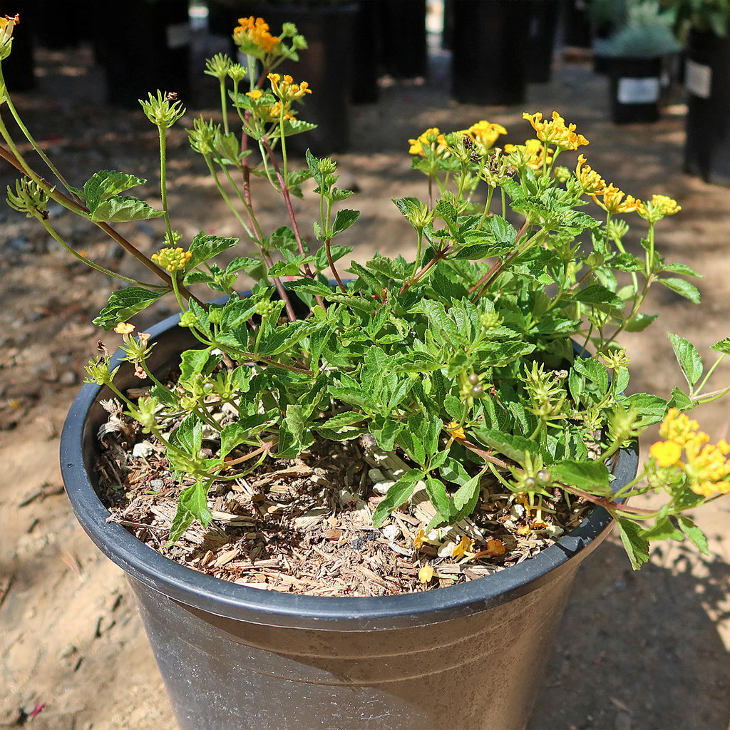 Lantana ‘Gold Mound’
