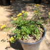 Lantana ‘Gold Mound’