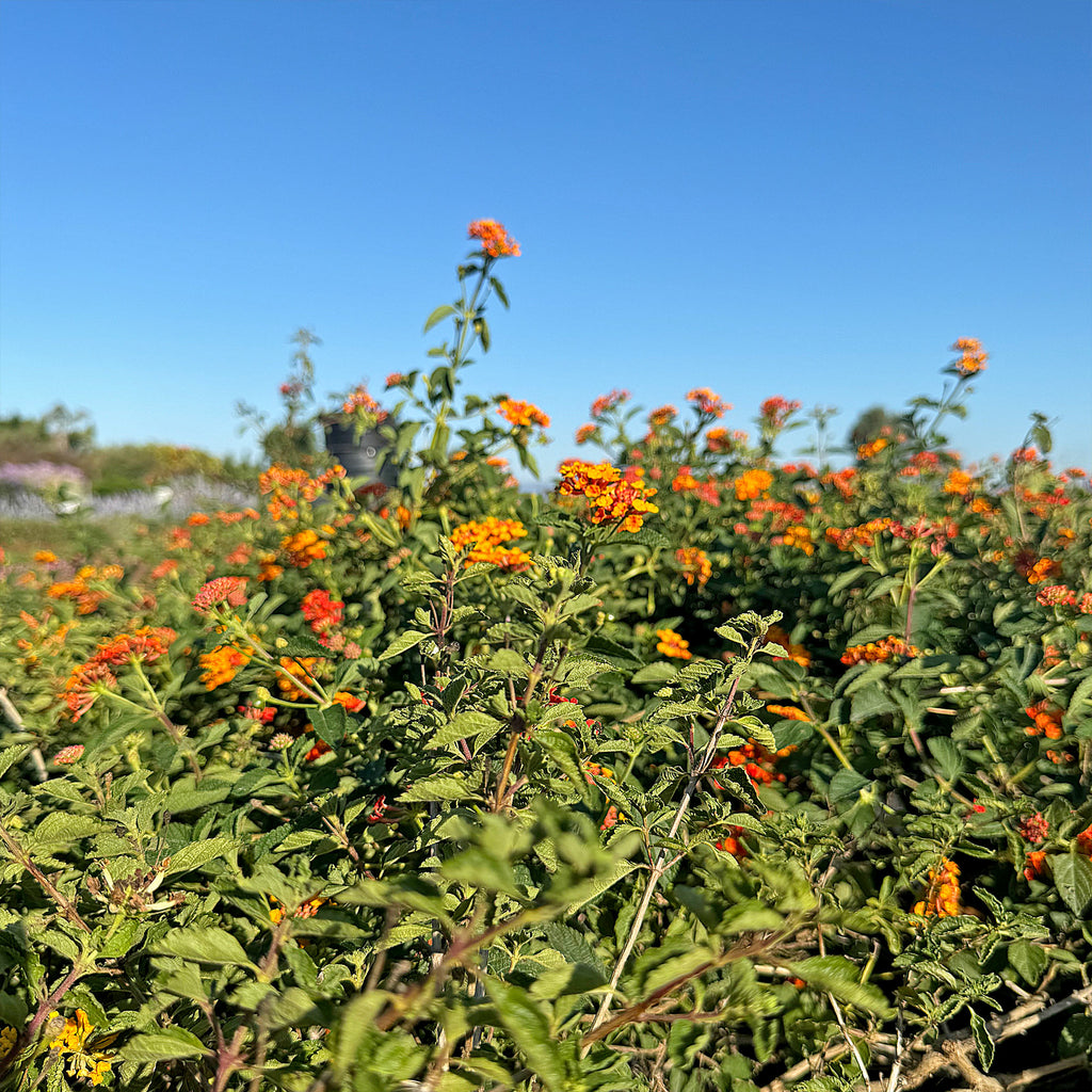 Lantana Camara Radiation Plant