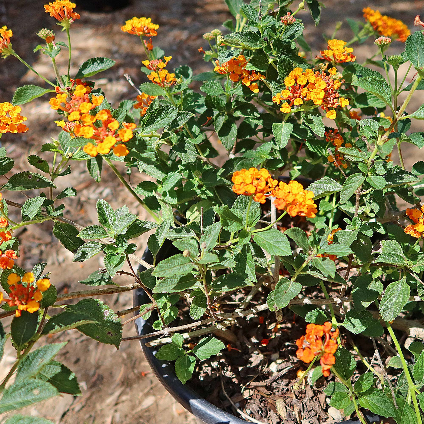 succulents absorb radiation Shop 'Lantana Radiation Plant' Care & Growing Guide