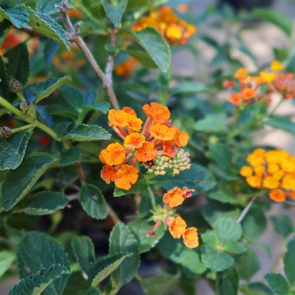 Lantana Camara Radiation Plant
