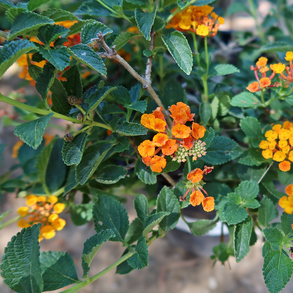 Lantana Camara Radiation Plant