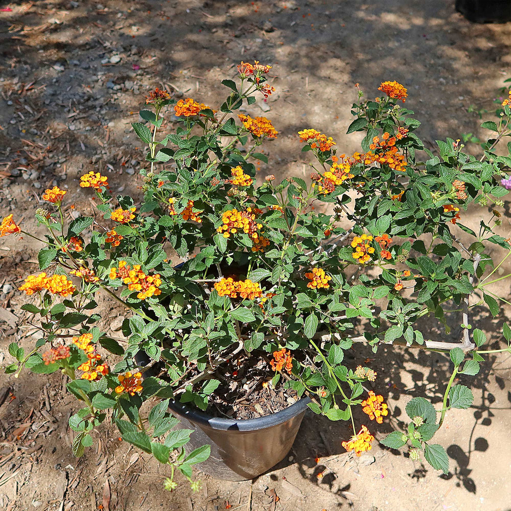 Lantana Camara Radiation Plant