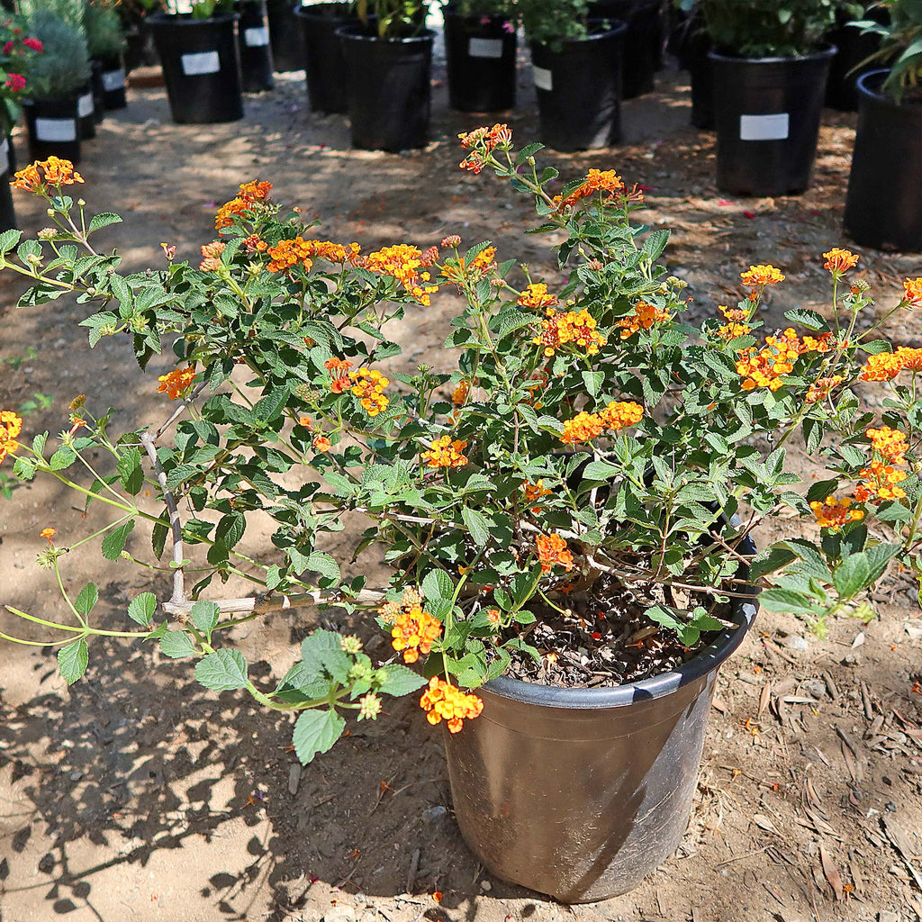 Lantana Camara Radiation Plant