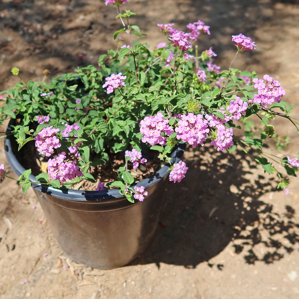 Lantana montevidensis ‘Purple Trailing Lantana&