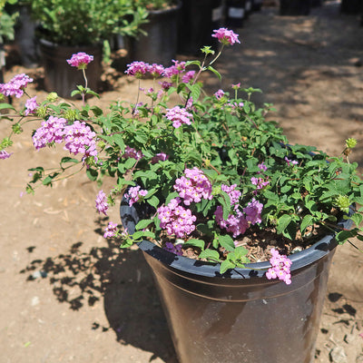 trailing lavender lantana plant Shop 'Lantana montevidensis – Purple Trailing Lantana' Care and Growing Guide