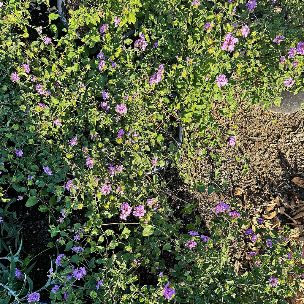 Lantana montevidensis ‘Purple Trailing Lantana&