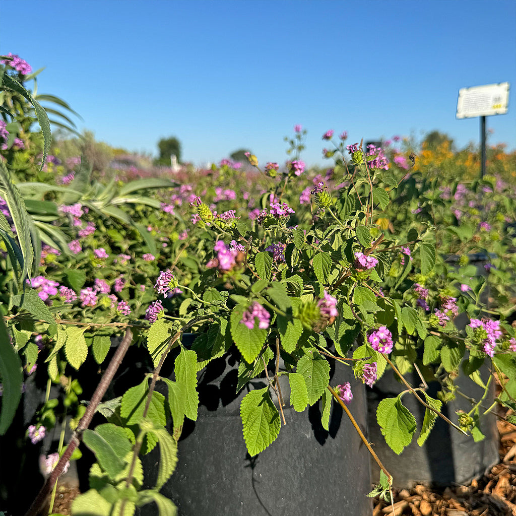 Lantana montevidensis ‘Purple Trailing Lantana&
