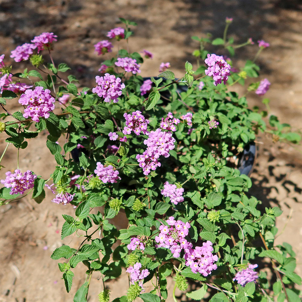 Lantana montevidensis ‘Purple Trailing Lantana&