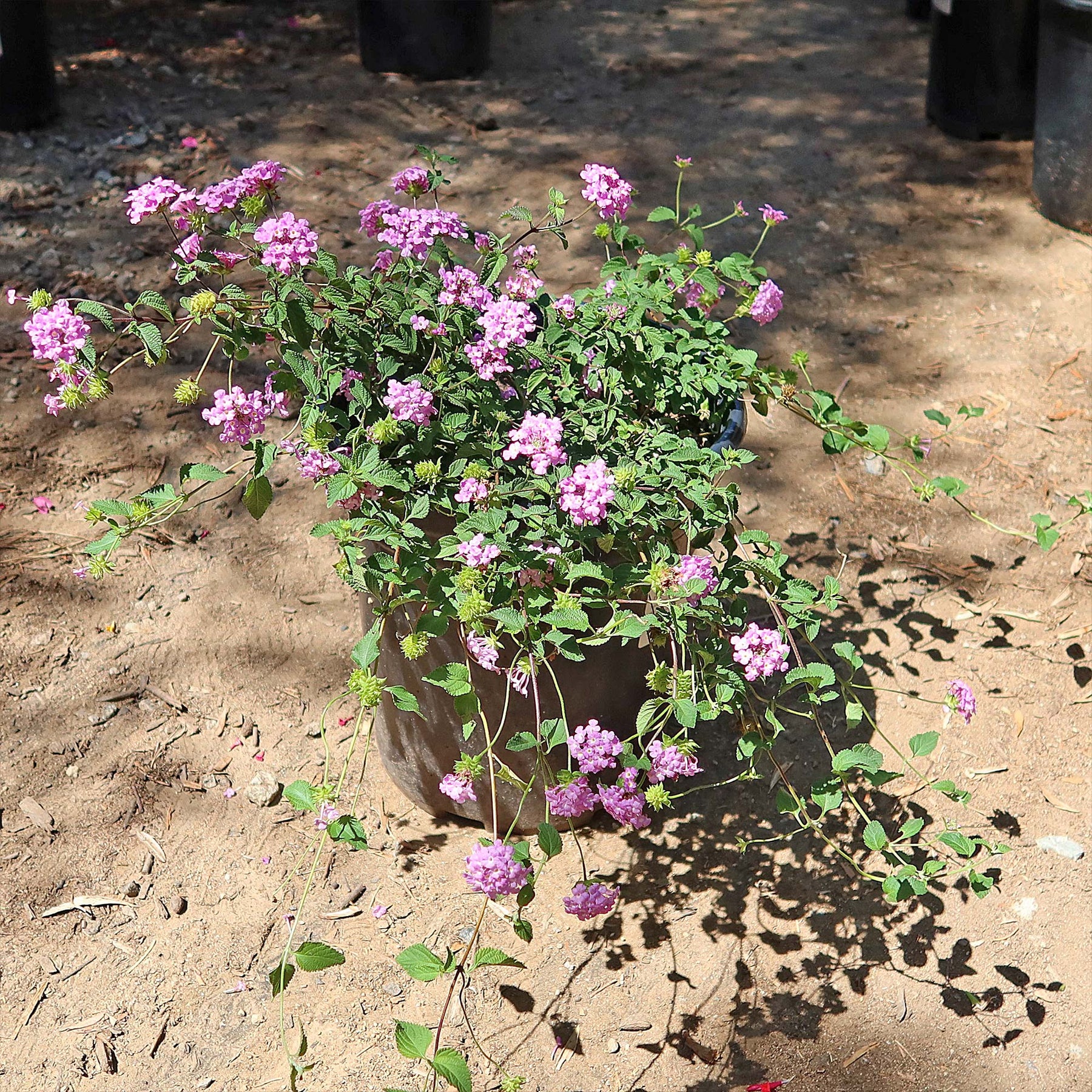 lavender lantana plant trailing Shop 'Lantana montevidensis – Purple Trailing Lantana' Care and Growing Guide
