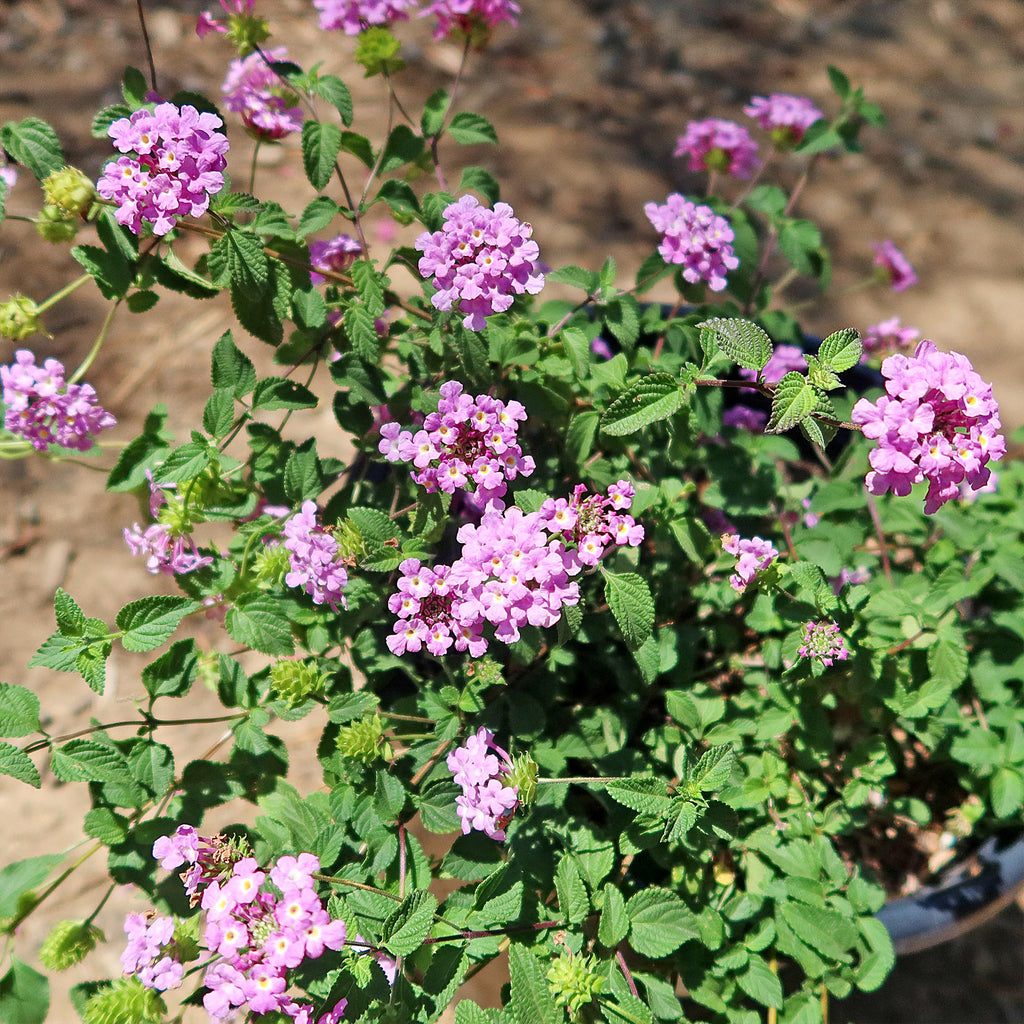 Lantana montevidensis ‘Purple Trailing Lantana&